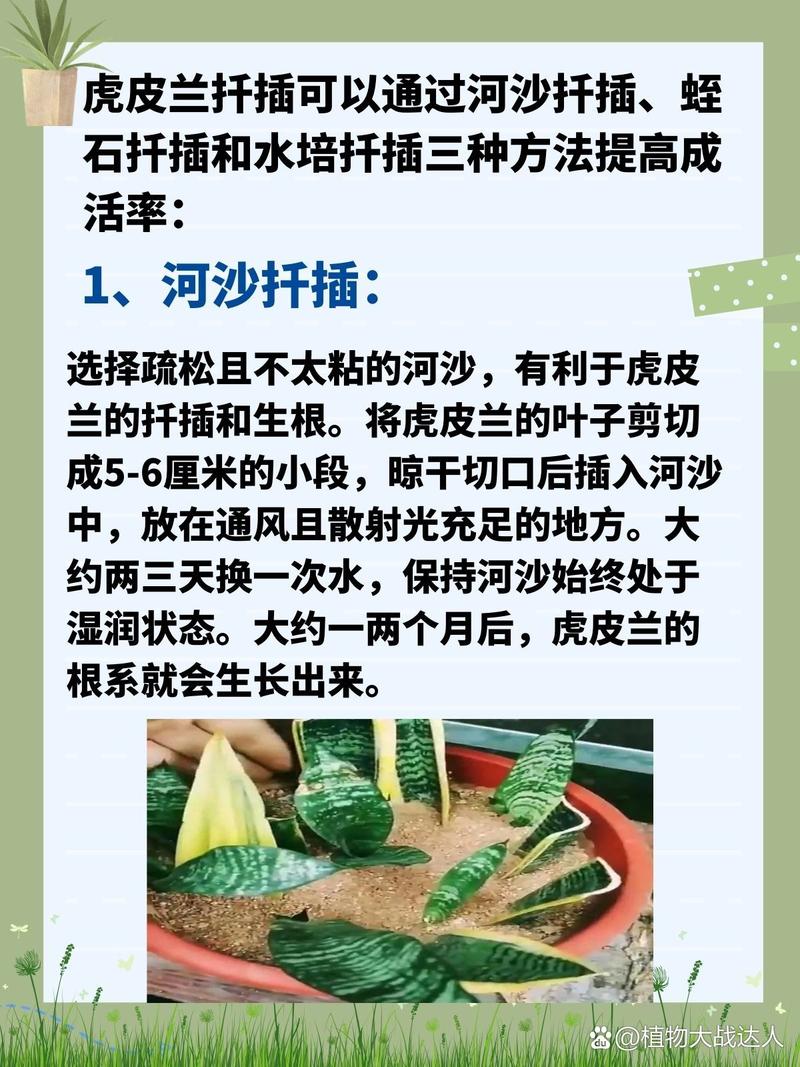 虎皮兰怎么扦插，虎皮兰怎么扦插长黄边？-第6张图片-优品飞百科