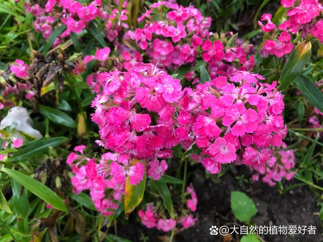 鸡冠花怎么越冬？鸡冠花冬天会冻死吗？