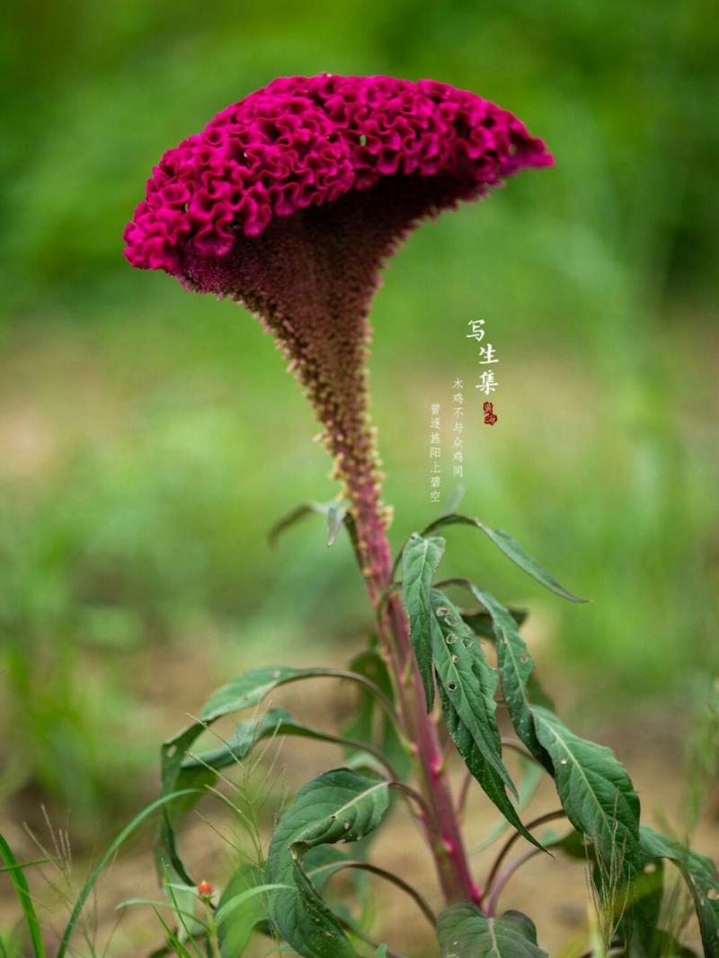 鸡冠花怎么越冬？鸡冠花冬天会冻死吗？-第2张图片-优品飞百科