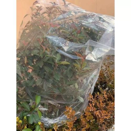 鸡冠花怎么越冬？鸡冠花冬天会冻死吗？-第3张图片-优品飞百科