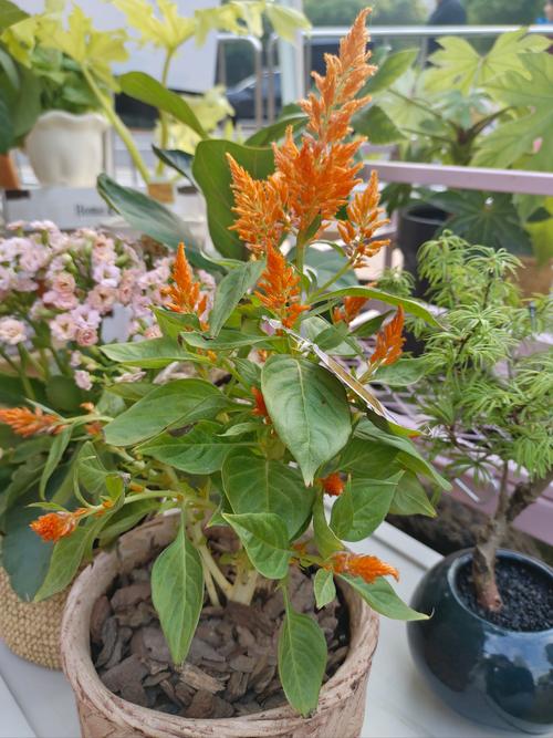 鸡冠花怎么越冬？鸡冠花冬天会冻死吗？-第4张图片-优品飞百科