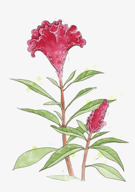 鸡冠花怎么越冬？鸡冠花冬天会冻死吗？-第5张图片-优品飞百科