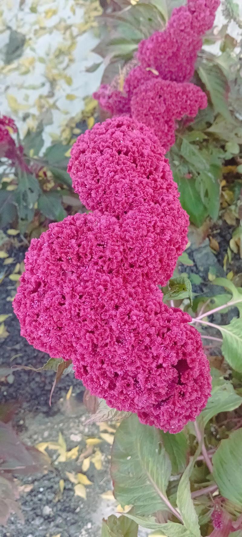 鸡冠花怎么越冬？鸡冠花冬天会冻死吗？-第6张图片-优品飞百科