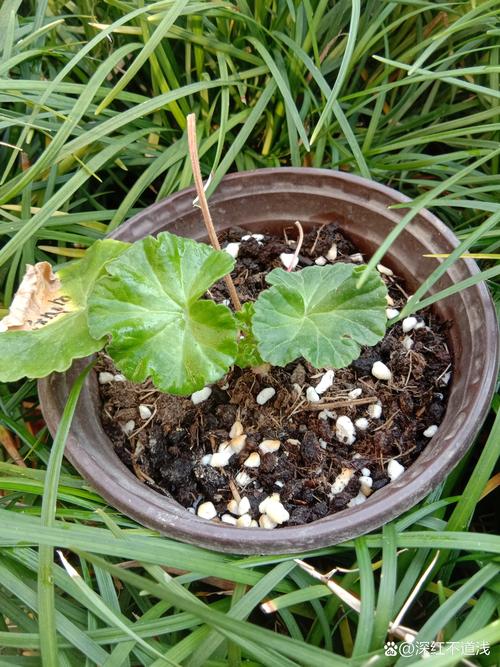 天竺葵的扦插繁殖方法？天竺葵怎样扦插容易成活？