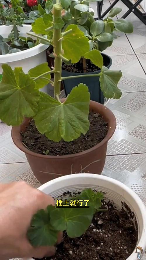 天竺葵的扦插繁殖方法？天竺葵怎样扦插容易成活？-第2张图片-优品飞百科