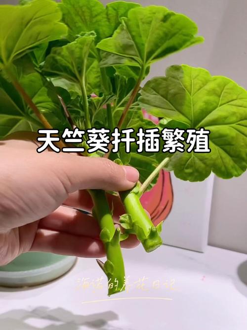 天竺葵的扦插繁殖方法？天竺葵怎样扦插容易成活？-第3张图片-优品飞百科