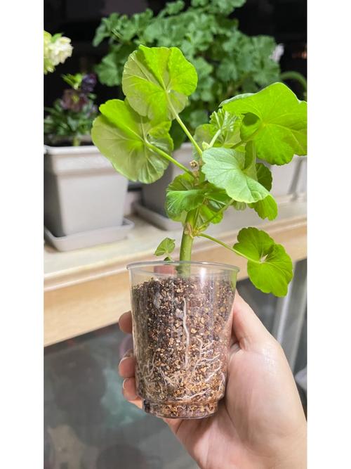 天竺葵的扦插繁殖方法？天竺葵怎样扦插容易成活？-第4张图片-优品飞百科