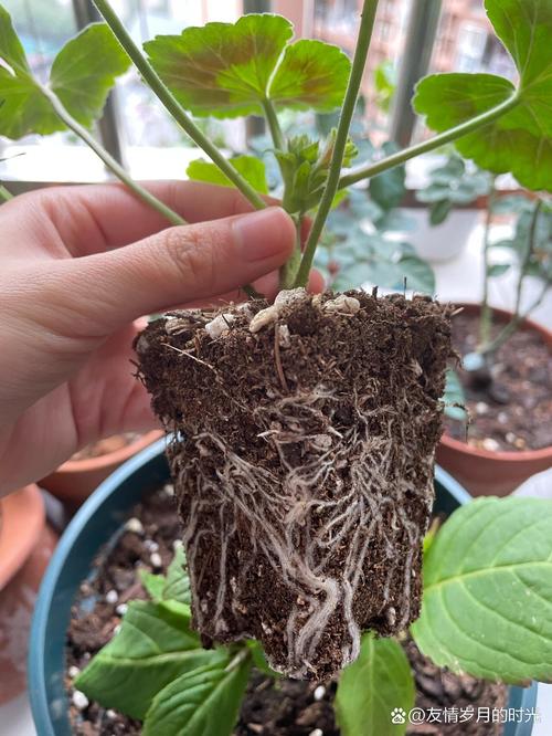 天竺葵的扦插繁殖方法？天竺葵怎样扦插容易成活？-第5张图片-优品飞百科