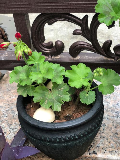 天竺葵的扦插繁殖方法？天竺葵怎样扦插容易成活？-第6张图片-优品飞百科