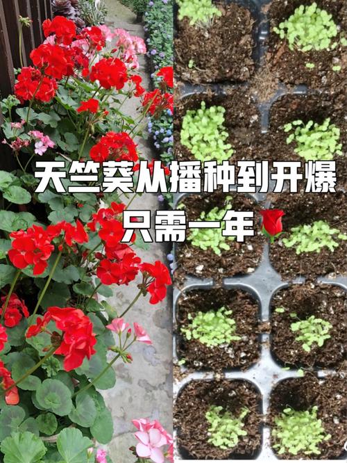 天竺葵的扦插繁殖方法？天竺葵怎样扦插容易成活？-第7张图片-优品飞百科