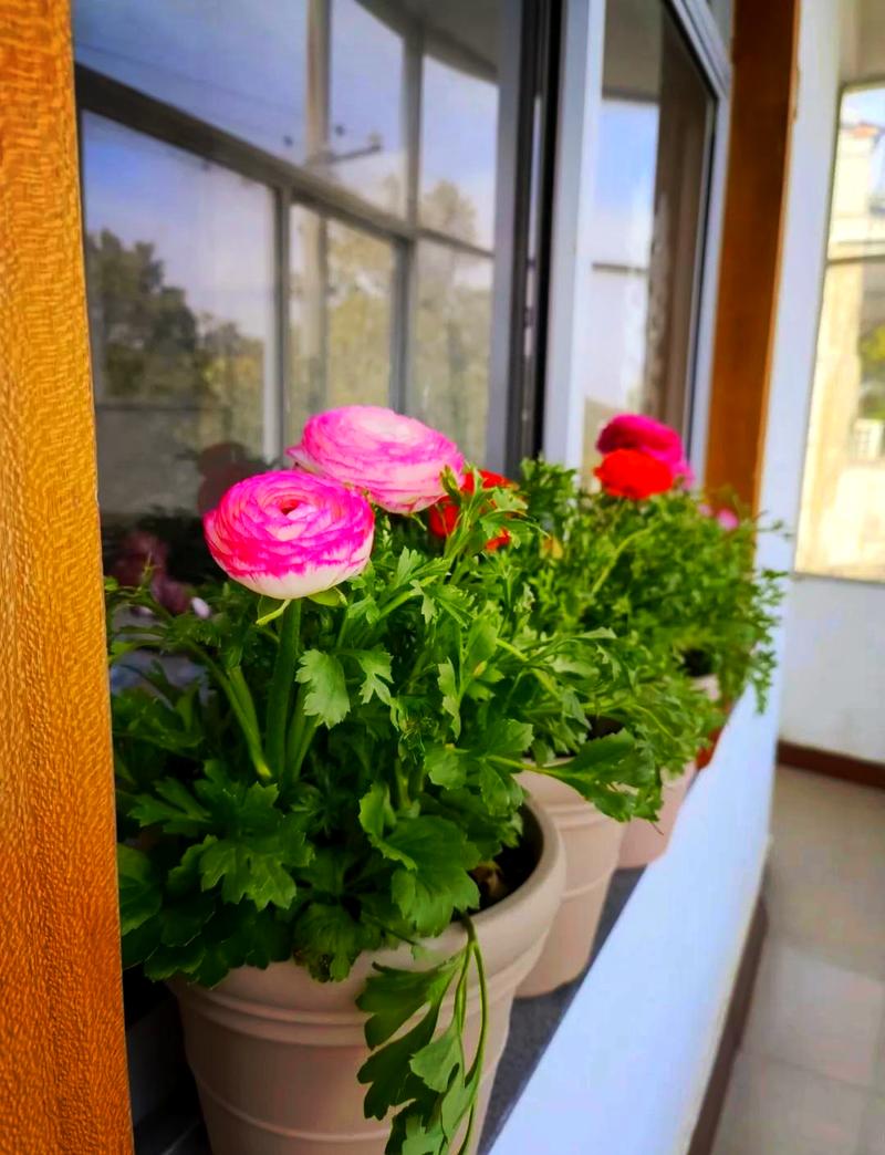 花毛茛怎么养？花毛茛怎么种植带图？