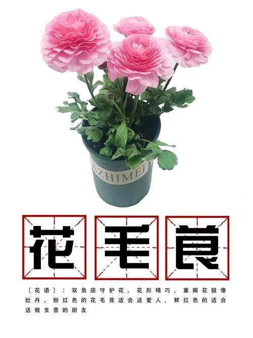 花毛茛怎么养？花毛茛怎么种植带图？-第2张图片-优品飞百科