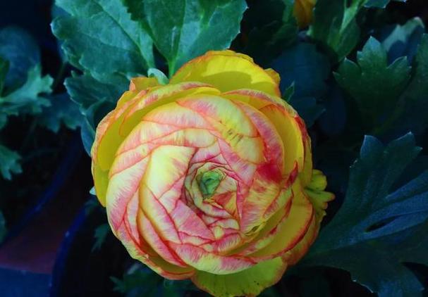 花毛茛怎么养？花毛茛怎么种植带图？-第3张图片-优品飞百科