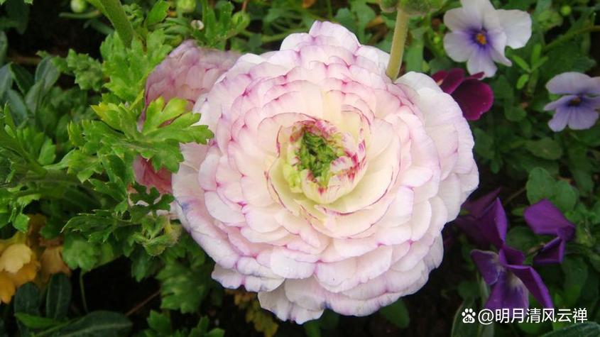 花毛茛怎么养？花毛茛怎么种植带图？-第4张图片-优品飞百科