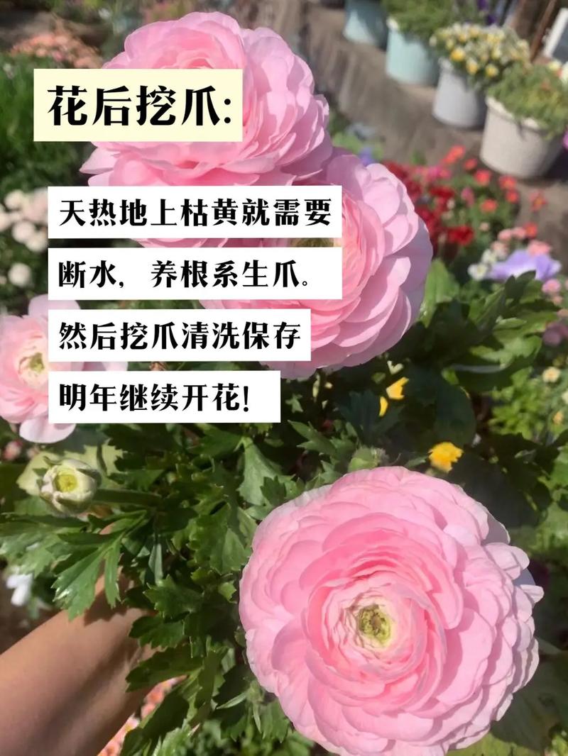 花毛茛怎么养？花毛茛怎么种植带图？-第5张图片-优品飞百科