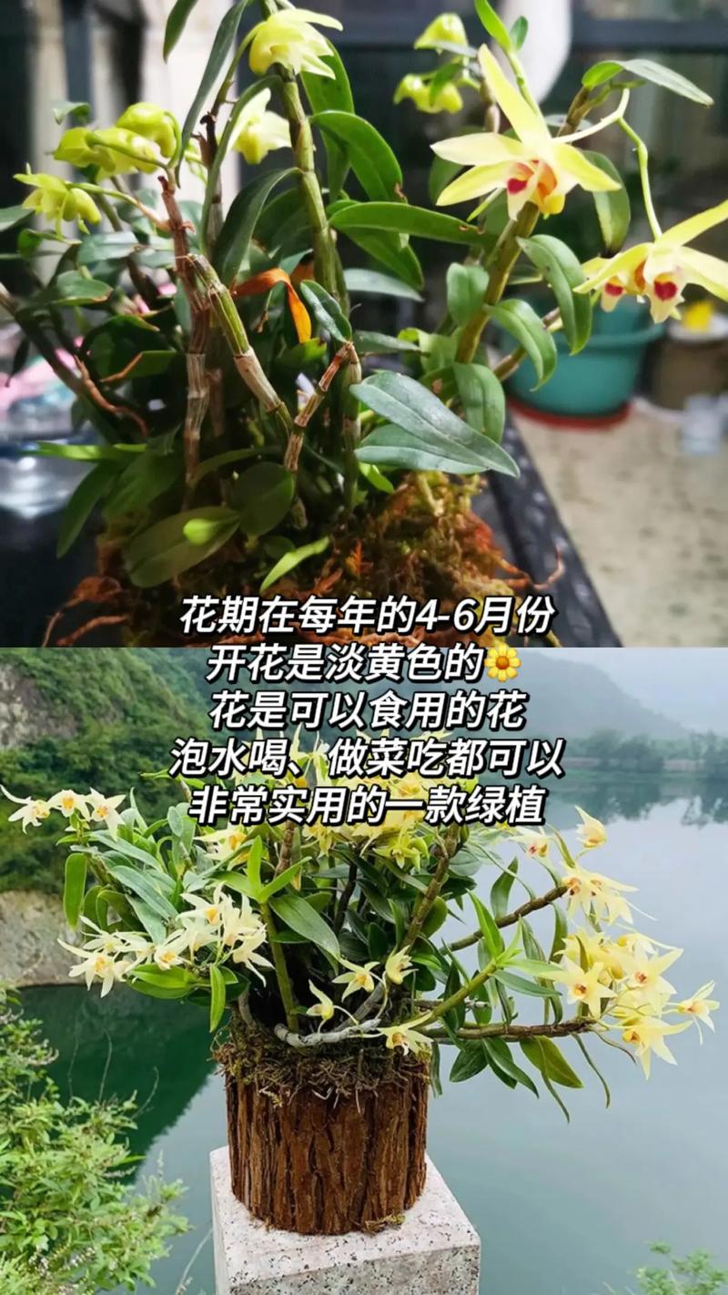 家中如何盆栽铁皮石斛，家养石斛兰最简单方法