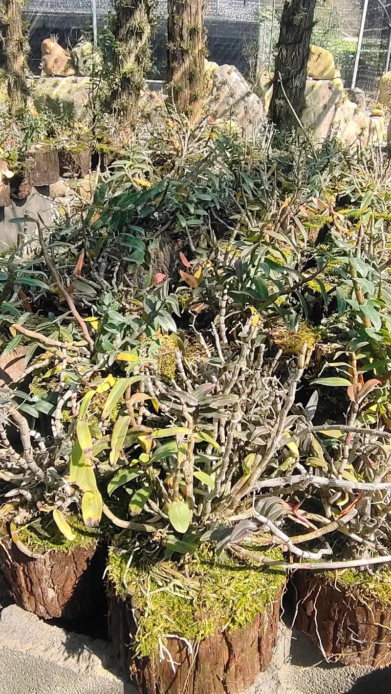 家中如何盆栽铁皮石斛,家养石斛兰最简单方法-第2张图片-优品飞百科 家中如何盆栽铁皮石斛,家养石斛兰最简单方法-第2张图片-优品飞百科