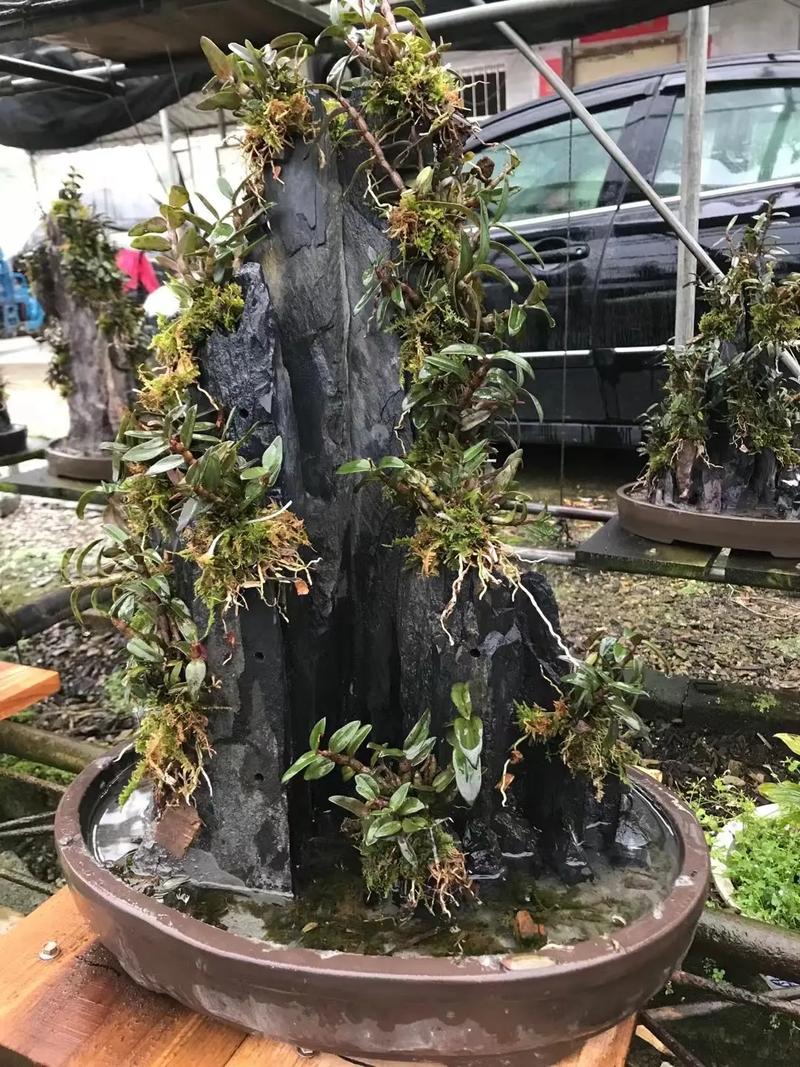 家中如何盆栽铁皮石斛,家养石斛兰最简单方法-第4张图片-优品飞百科 家中如何盆栽铁皮石斛,家养石斛兰最简单方法-第4张图片-优品飞百科