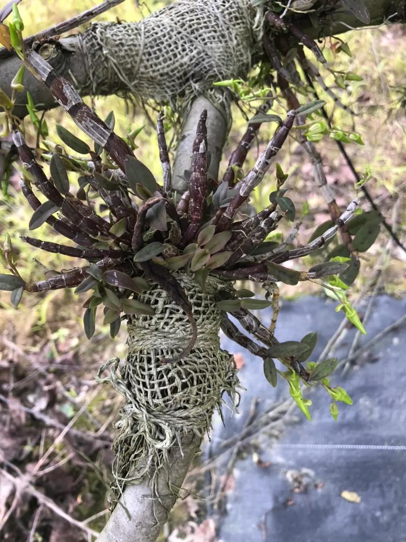 家中如何盆栽铁皮石斛,家养石斛兰最简单方法-第5张图片-优品飞百科 家中如何盆栽铁皮石斛,家养石斛兰最简单方法-第5张图片-优品飞百科