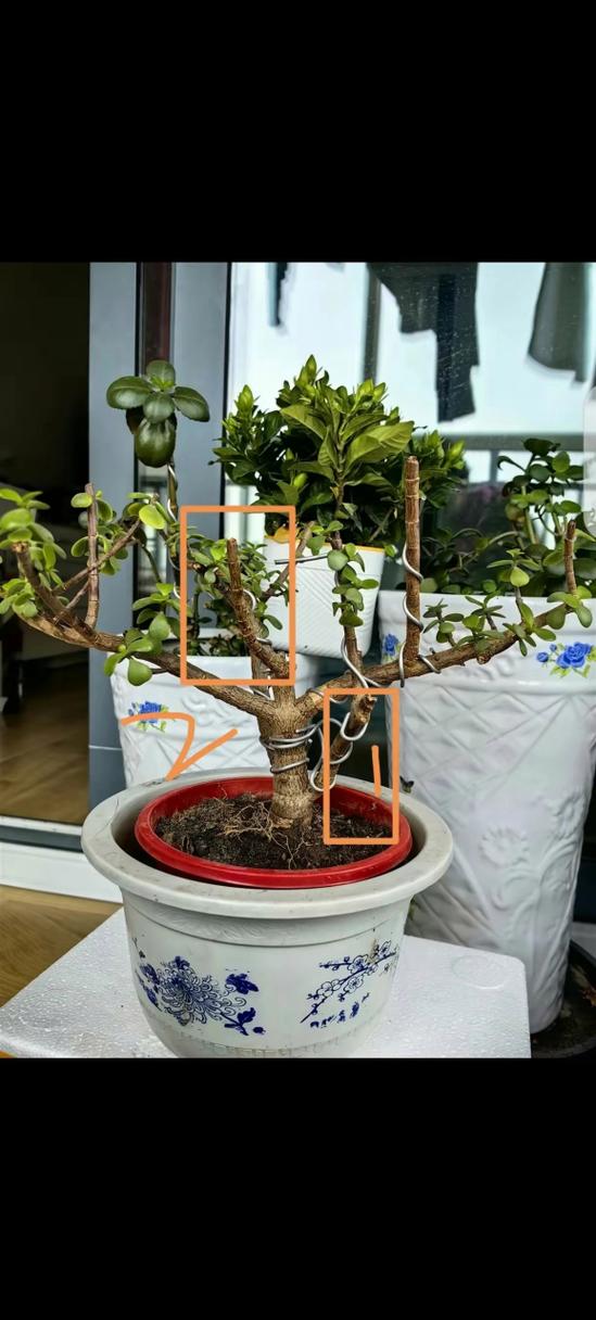 金枝玉叶如何扦插，金枝玉叶如何扦插生根