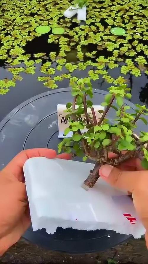 金枝玉叶如何扦插，金枝玉叶如何扦插生根-第2张图片-优品飞百科