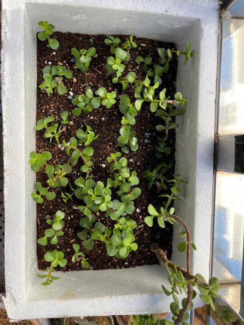 金枝玉叶如何扦插，金枝玉叶如何扦插生根-第3张图片-优品飞百科