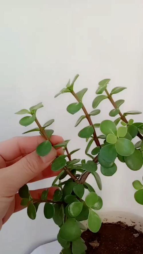 金枝玉叶如何扦插，金枝玉叶如何扦插生根-第4张图片-优品飞百科