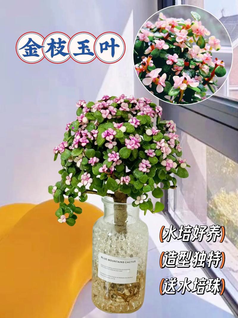 金枝玉叶如何扦插，金枝玉叶如何扦插生根-第5张图片-优品飞百科