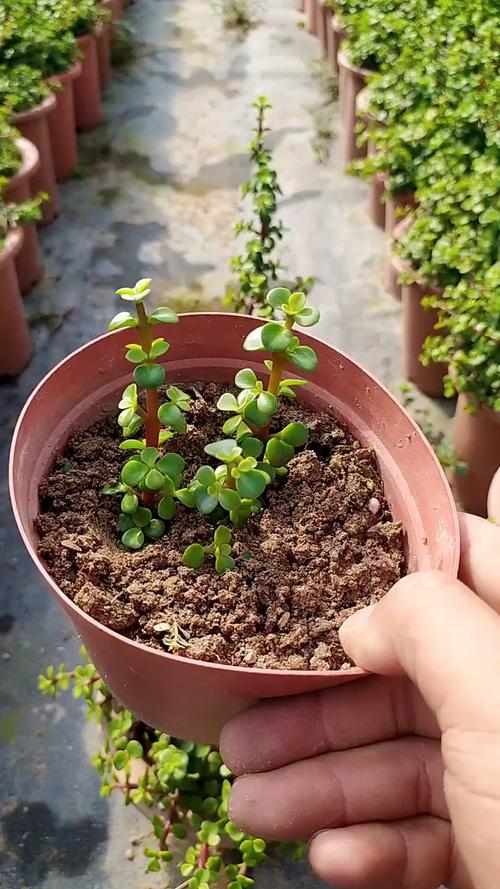 金枝玉叶如何扦插，金枝玉叶如何扦插生根-第6张图片-优品飞百科