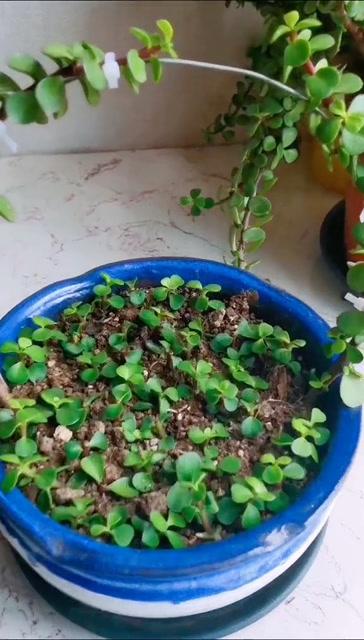 金枝玉叶如何扦插，金枝玉叶如何扦插生根-第7张图片-优品飞百科