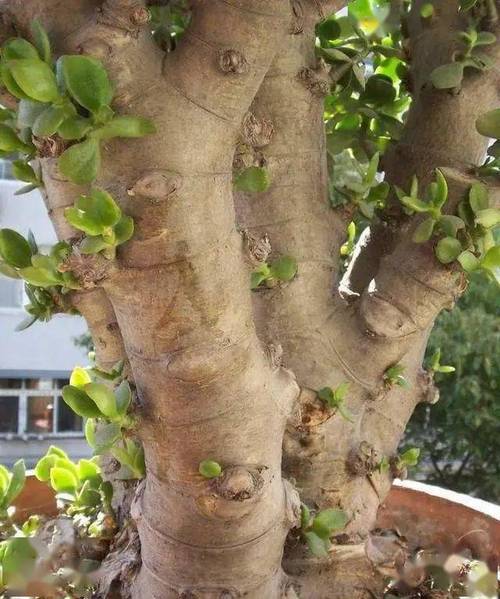 玉树怎么修造型？玉树造型修剪图片 教程？