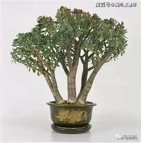 玉树怎么修造型？玉树造型修剪图片 教程？-第2张图片-优品飞百科