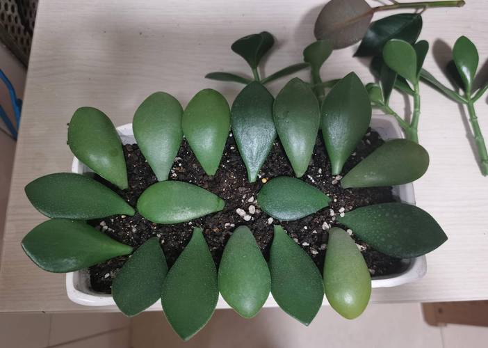 玉树怎么修造型？玉树造型修剪图片 教程？-第3张图片-优品飞百科