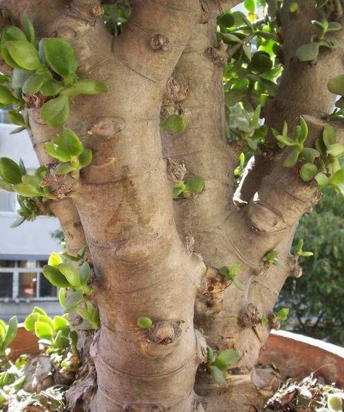 玉树怎么修造型？玉树造型修剪图片 教程？-第4张图片-优品飞百科