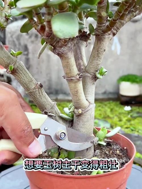 玉树怎么修造型？玉树造型修剪图片 教程？-第5张图片-优品飞百科