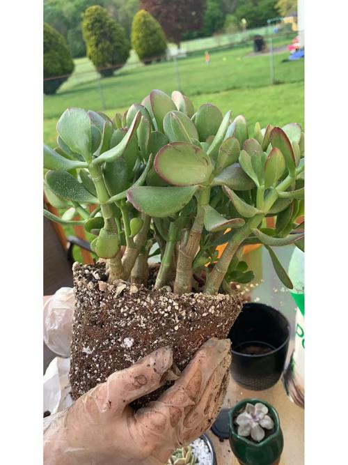 玉树怎么修造型？玉树造型修剪图片 教程？-第6张图片-优品飞百科