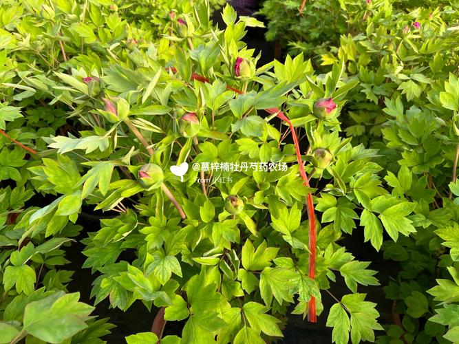 牡丹叶子蔫了还能活吗？牡丹叶子枯萎了怎么办？