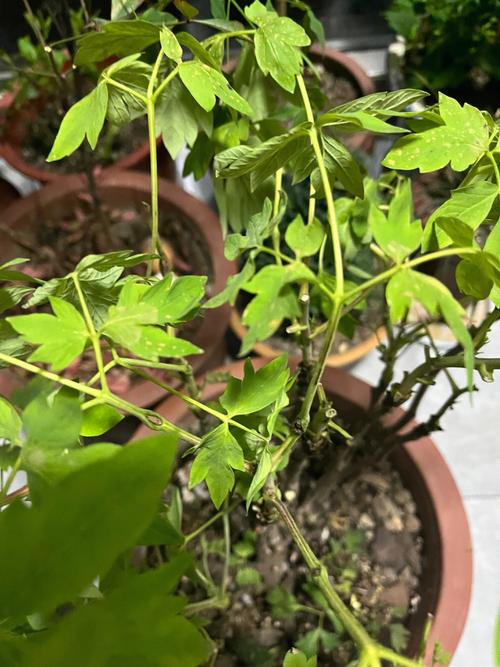 牡丹叶子蔫了还能活吗?牡丹叶子枯萎了怎么办?-第2张图片-优品飞百科 牡丹叶子蔫了还能活吗?牡丹叶子枯萎了怎么办?-第2张图片-优品飞百科