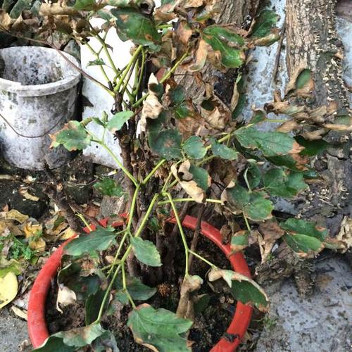 牡丹叶子蔫了还能活吗?牡丹叶子枯萎了怎么办?-第3张图片-优品飞百科 牡丹叶子蔫了还能活吗?牡丹叶子枯萎了怎么办?-第3张图片-优品飞百科