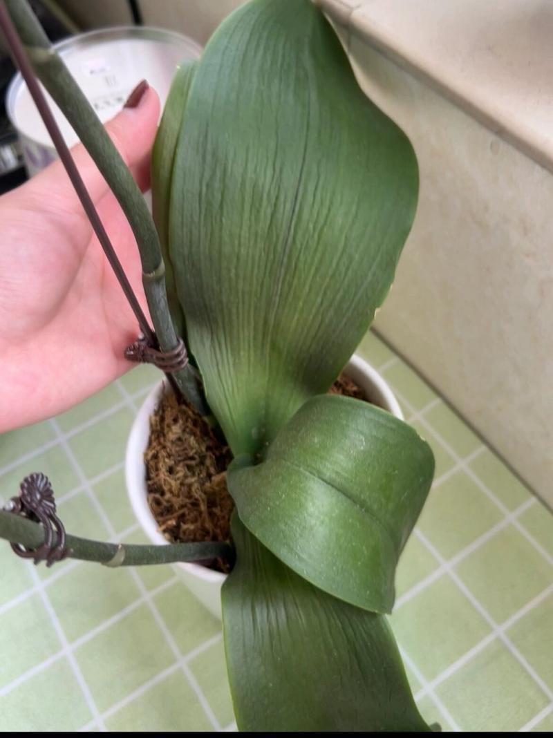 牡丹叶子蔫了还能活吗?牡丹叶子枯萎了怎么办?-第4张图片-优品飞百科 牡丹叶子蔫了还能活吗?牡丹叶子枯萎了怎么办?-第4张图片-优品飞百科