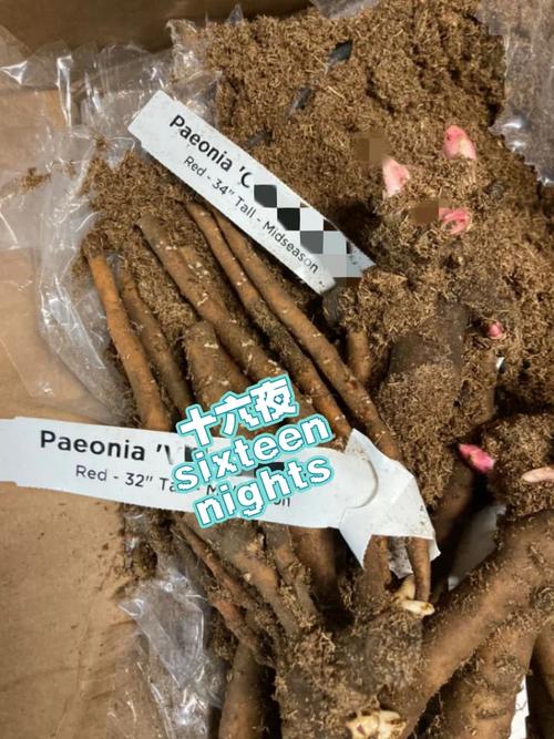 牡丹叶子蔫了还能活吗?牡丹叶子枯萎了怎么办?-第5张图片-优品飞百科 牡丹叶子蔫了还能活吗?牡丹叶子枯萎了怎么办?-第5张图片-优品飞百科