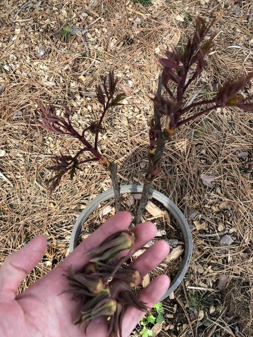 牡丹叶子蔫了还能活吗?牡丹叶子枯萎了怎么办?-第6张图片-优品飞百科 牡丹叶子蔫了还能活吗?牡丹叶子枯萎了怎么办?-第6张图片-优品飞百科