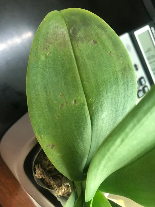 蝴蝶兰掉叶子怎么办，蝴蝶兰掉叶子怎么回事