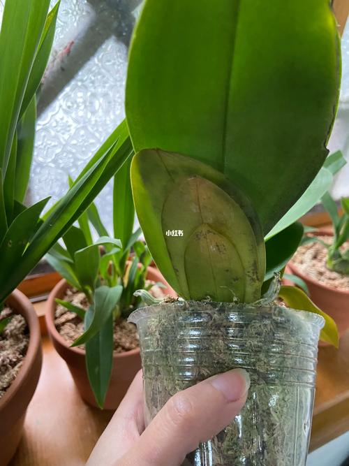 蝴蝶兰掉叶子怎么办，蝴蝶兰掉叶子怎么回事-第2张图片-优品飞百科