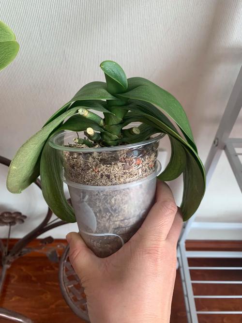 蝴蝶兰掉叶子怎么办，蝴蝶兰掉叶子怎么回事-第3张图片-优品飞百科