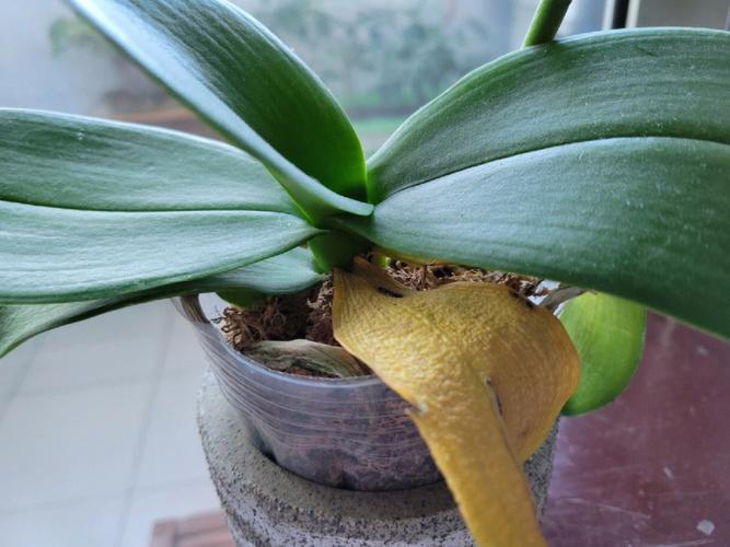 蝴蝶兰掉叶子怎么办，蝴蝶兰掉叶子怎么回事-第4张图片-优品飞百科