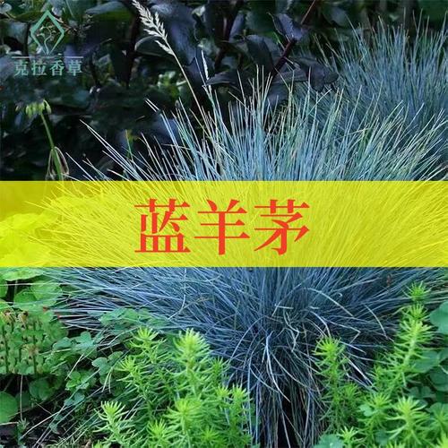 蓝羊茅怎么养，蓝羊茅养护？