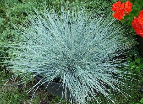 蓝羊茅怎么养，蓝羊茅养护？-第2张图片-优品飞百科