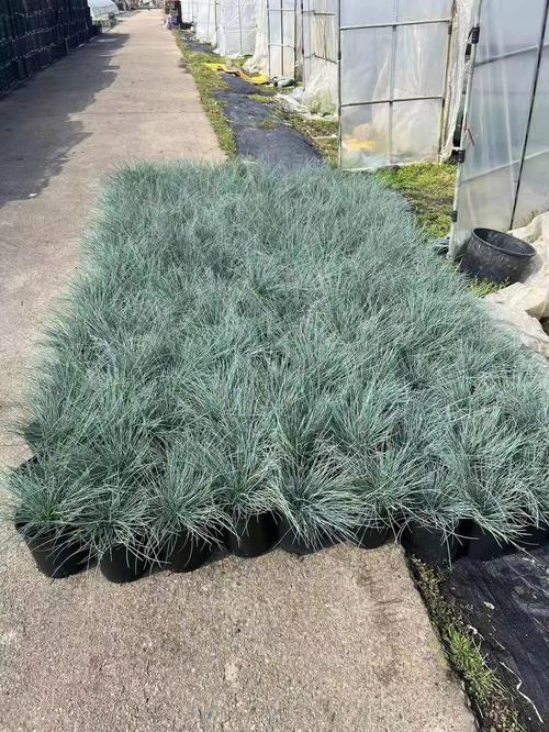 蓝羊茅怎么养，蓝羊茅养护？-第3张图片-优品飞百科