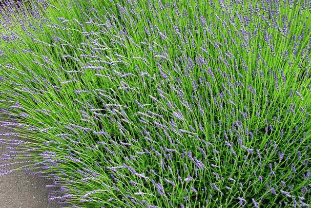 蓝羊茅怎么养，蓝羊茅养护？-第5张图片-优品飞百科